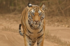 Tigress Dotty