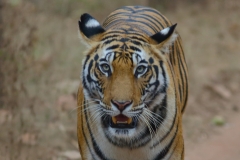 Tigress Dotty
