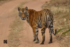 Tigress Dotty