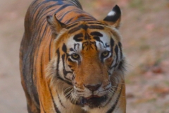 Tiger Munna