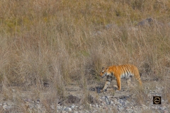 Tigress Paarwali