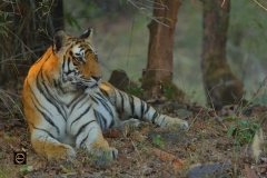 Tigress Rajbhera