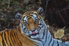 Tigress Rajbhera