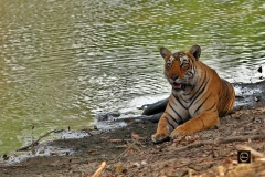 Tigress Arrowhead