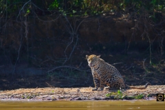 Jaguar Estrella