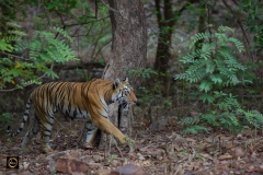 Tigress Maya