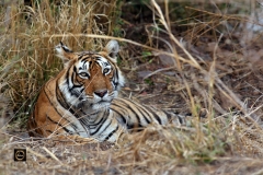 Tigress Laila
