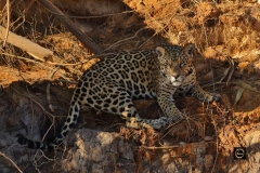 Jaguar Ginger