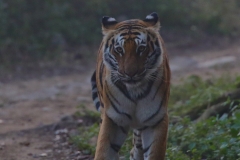 Tigress Grasslandwali
