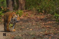 Tiger Link 7 (Chhota Munna)