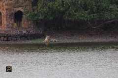 Tigress Sundari
