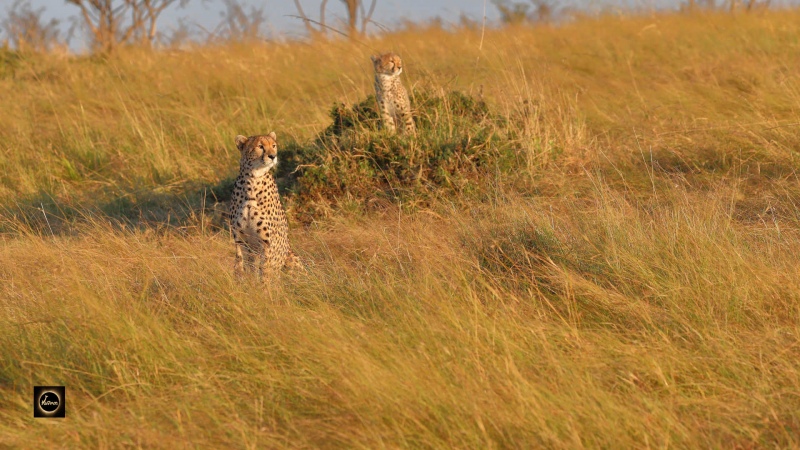 Cheetah
