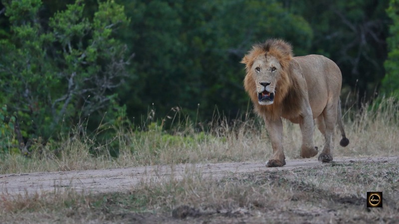 African Lion
