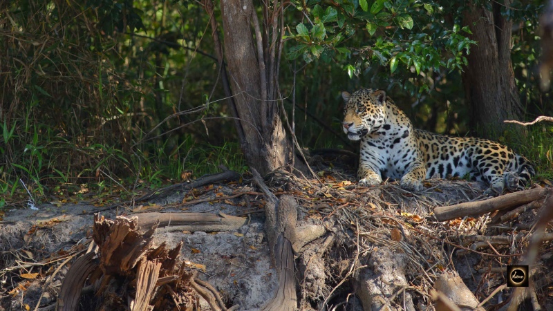 Jaguar
