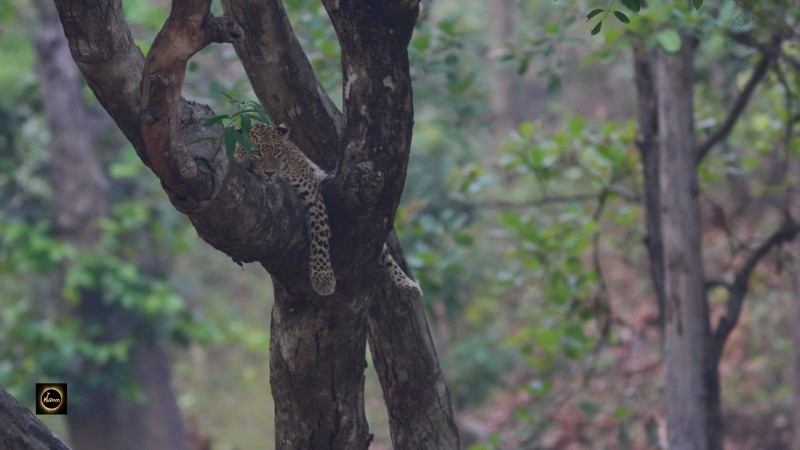 Indian Leopard