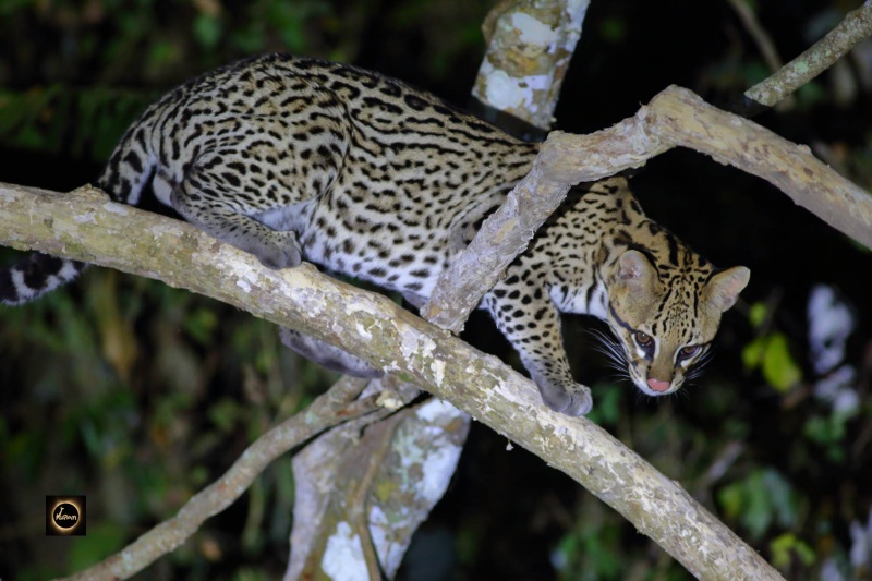 Ocelot Cat
