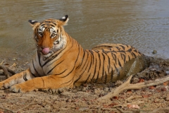 My Big Cats Folio