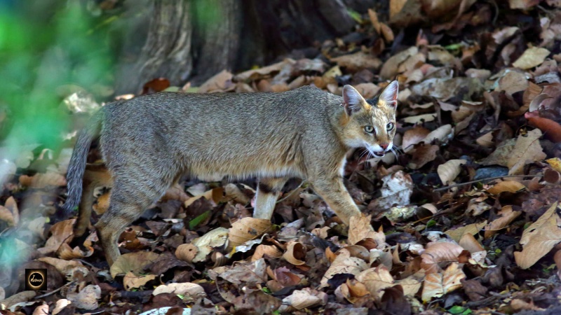 Jungle Cat