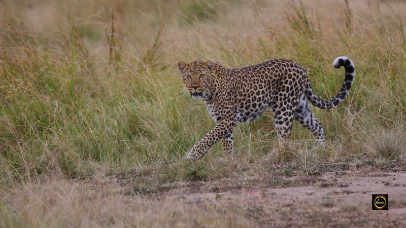 African Leopard