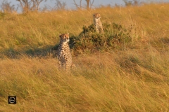 Cheetah
