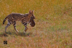 Serval Cat