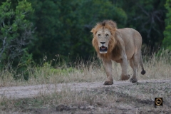 African Lion