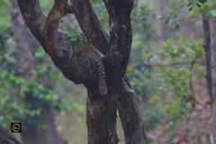 Indian Leopard