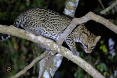 Ocelot Cat
