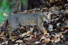 Jungle Cat