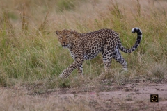 African Leopard