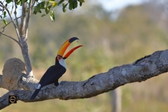Toco Toucan tossing a nut