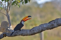 Toco Toucan