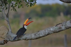 Toco Toucan