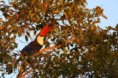 Toco Toucan munching on a nut