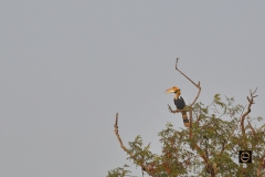 Great Indian Hornbill