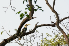 Great Indian Hornbill