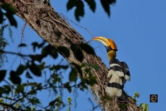 Great Indian Hornbill