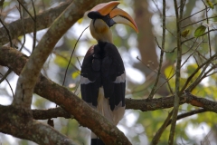 Great Indian Hornbill