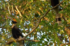 A pair of Great Indian Hornbill