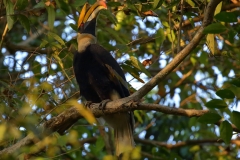 Great Indian Hornbill