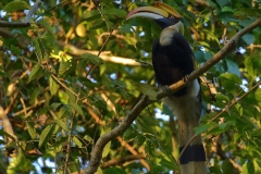 Great Indian Hornbill