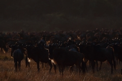 Early Morning Congregation