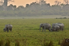 Kaziranga Evening