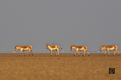 In Single File!
