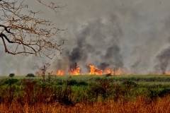 Regenerate back from ashes soon? Hope so