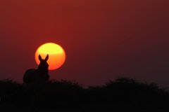 Sunset over Little Rann of Kutch